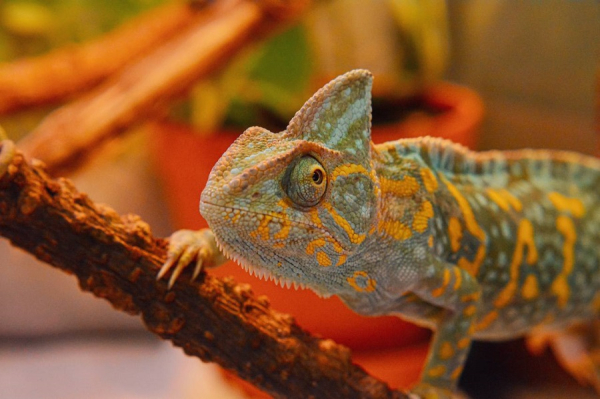 В Калининграде в ТЦ «Мега Маркет» открывается современный террариум