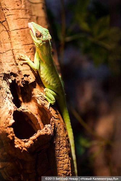 «Зов джунглей»: фоторепортаж с открытия первого калининградского экзотариума