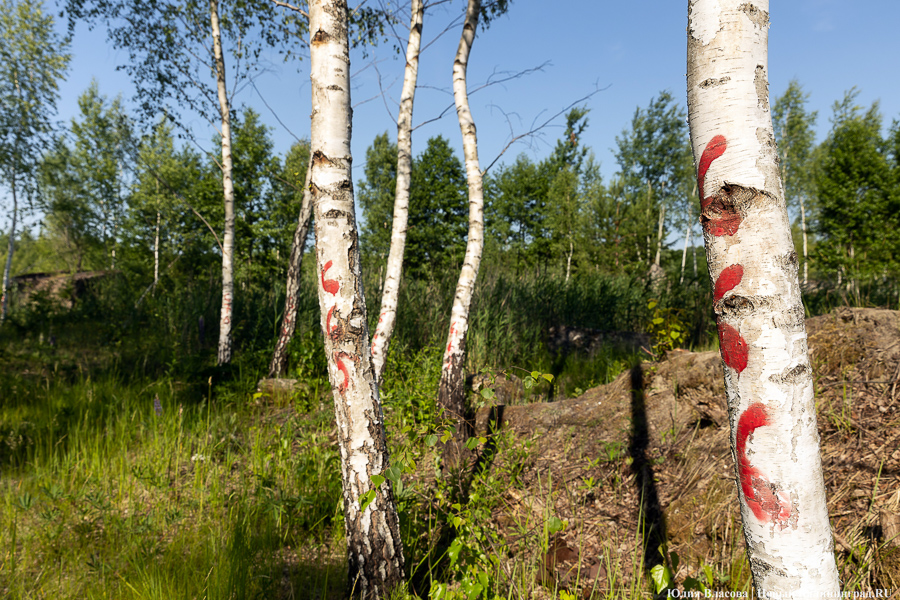 Слишком близко к домам: власти разделили приготовленный под кладбище участок в Медведевке
