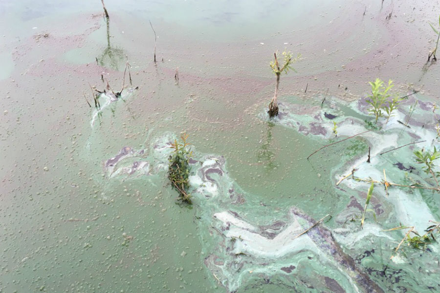 Минприроды: Шенфлиз еще раз исследуют на наличие нефтепродуктов