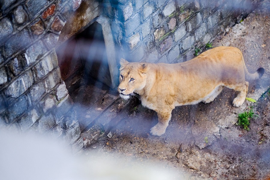 Тыква на обед, а не за билет! Показательное кормление животных в зоопарке (фото)