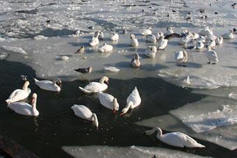 В Калининграде спасатели вызволили лебедя, вмерзшего в лед около Рыбной деревни