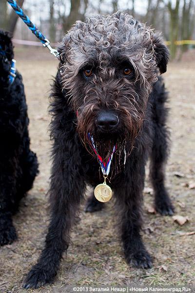 «Зубастые ловцы»: фоторепортаж с соревнований по дог-фрисби