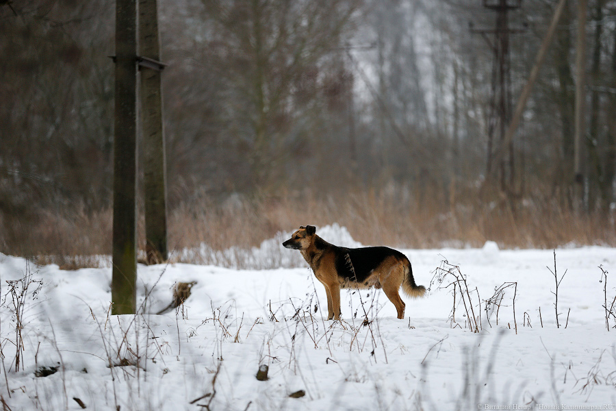 «Петля, намордник, ошейник»: как волонтеры бездомных собак отлавливают