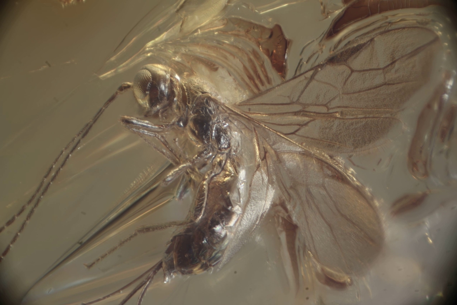 Найденный в янтаре новый вид насекомых назвали в честь Канта (фото)