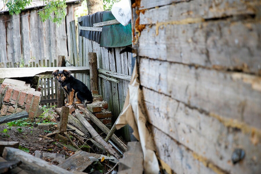 В Зеленоградском округе мужчине, прострелившему собаке глаз, грозит 3 года колонии
