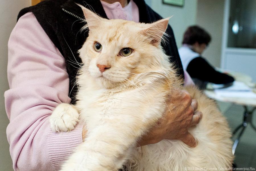 Котики. Портреты: в ДКЖ прошла выставка-продажа котят разных пород