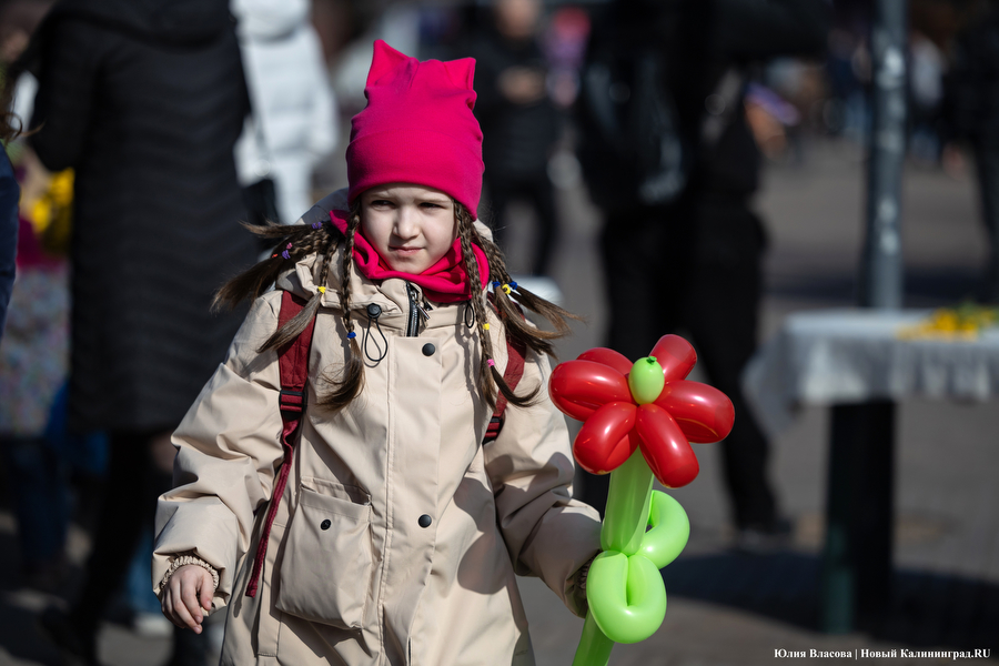 Мимозно-тюльпанный ажиотаж: Калининград накрыла традиционная цветочная лихорадка (фото)