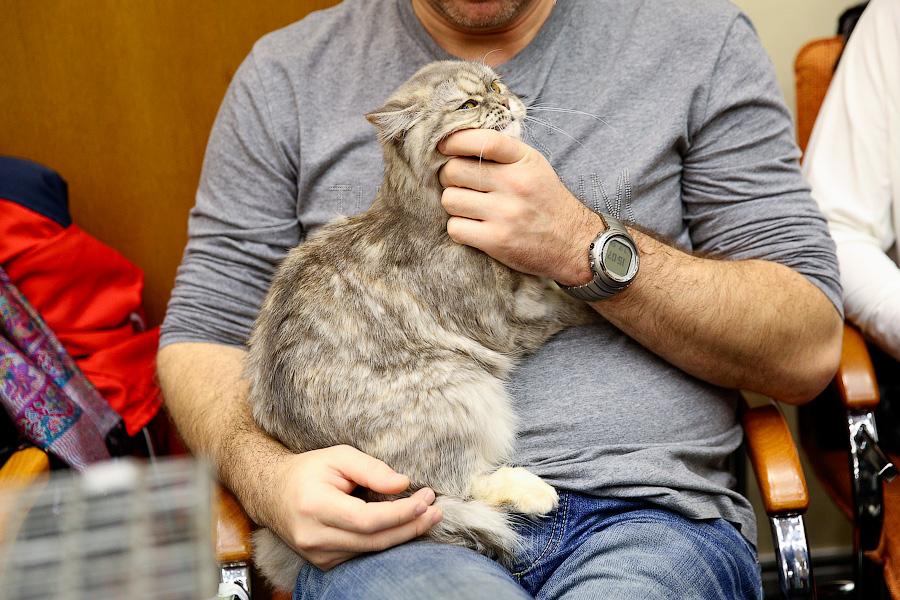 Семейство кошачьих: в «Рыбной деревне» прошла выставка домашних питомцев