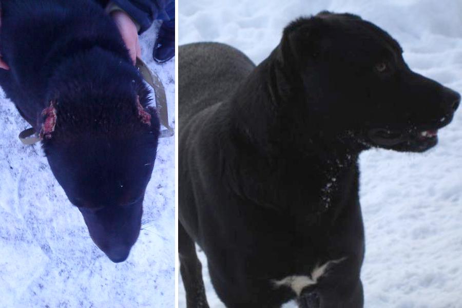 Из Тюленя — в Лорда: история спасения безухой собаки