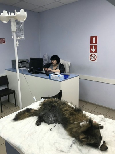 Калининградские монахини выхаживают енота, заболевшего после укуса клеща (фото)