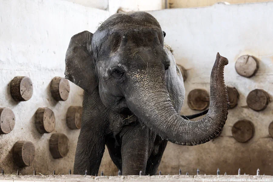 В Калининградском зоопарке обсуждают установку памятника слонихе Преголе