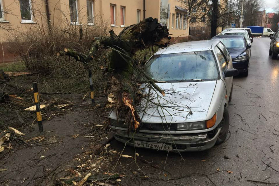 На ул. Репина сильный ветер повалил дерево на автомобиль (фото)