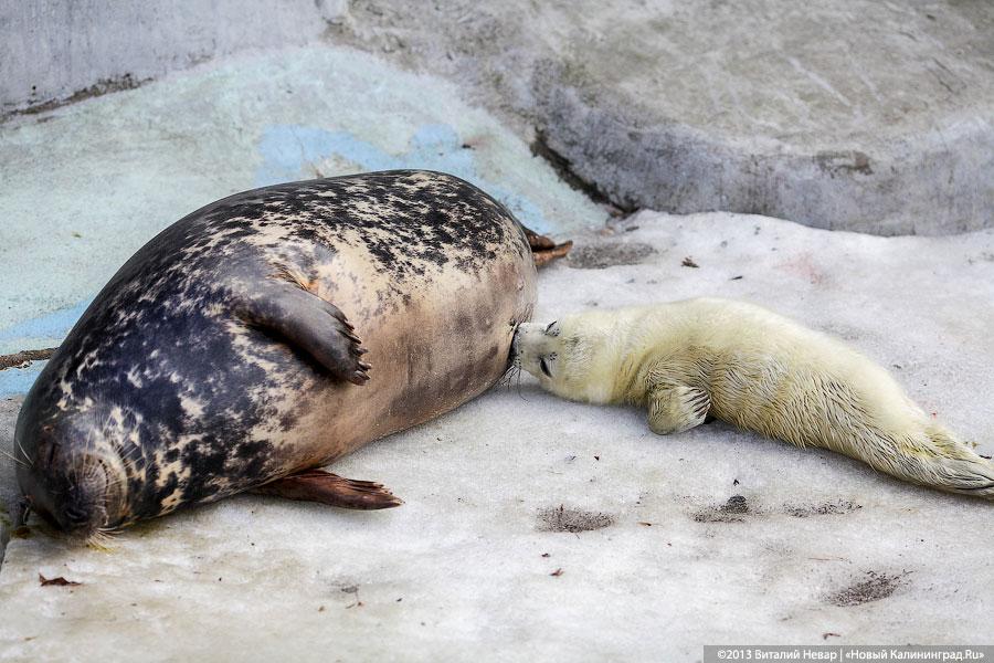 «Белый и пушистый»: портрет белька в интерьере зоопарка