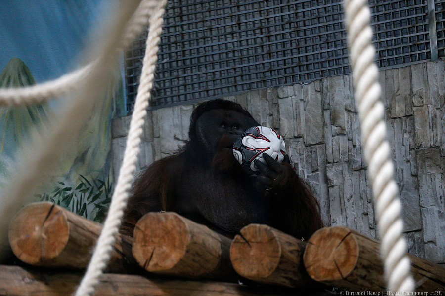Варяг из Дании: в Калининградском зоопарке поселился орангутан Бенджамин