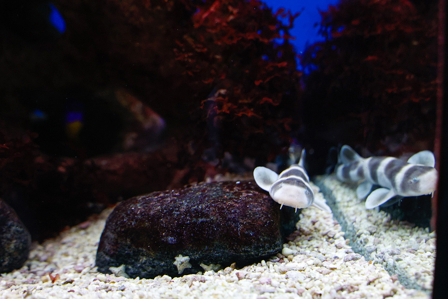 Baby Shark: в Музее Мирового океана родились «акулята-котята» (фото)