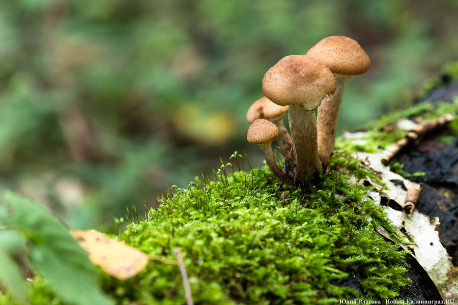 Они пошли: фоторепортаж с открытия «тихой охоты» в Калининградской области (фото)