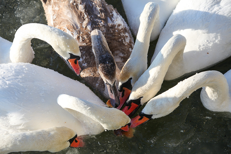 Россельхознадзор готовится снять карантин по птичьему гриппу в КО