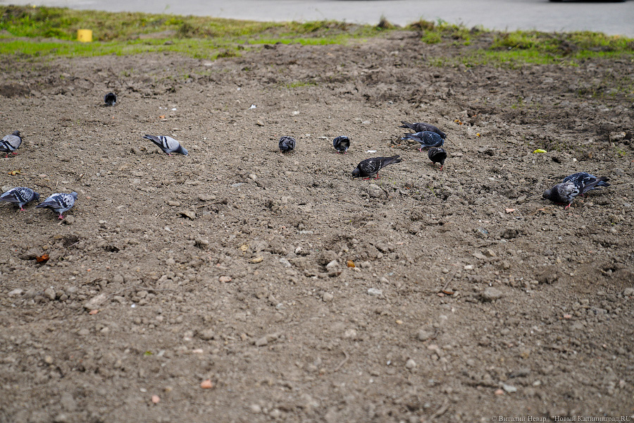 Объехать «горлышко»: в Калининграде пустили движение по ул. Дачной (фото)