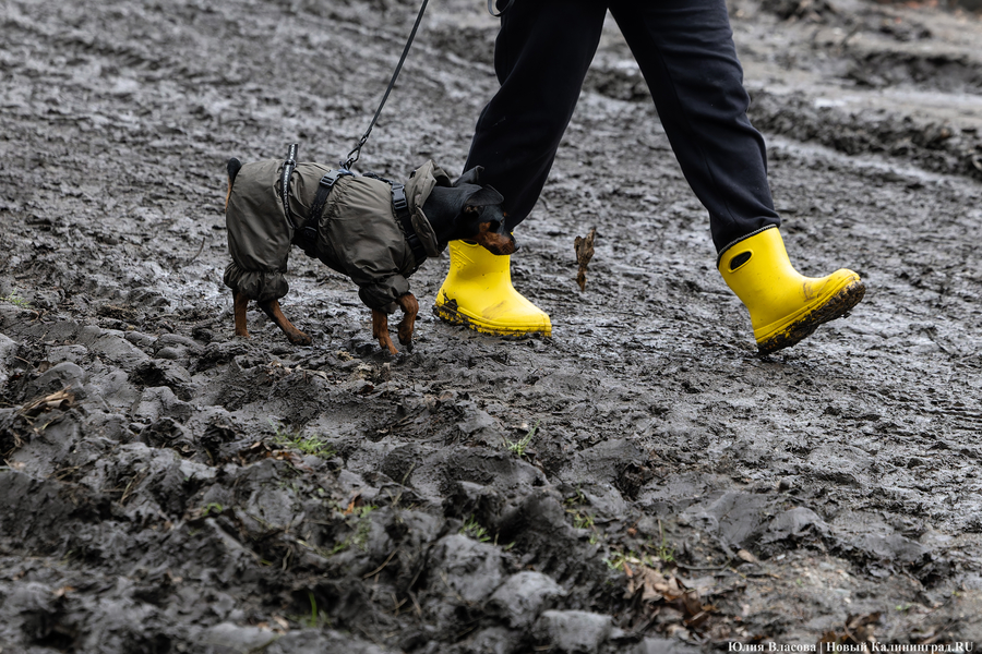 Непролазная грязь: как выглядит берег Литовского ручья в ожидании реновации (фото)