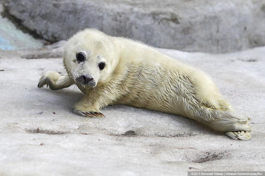 В Калининградском зоопарке родился тюлененок