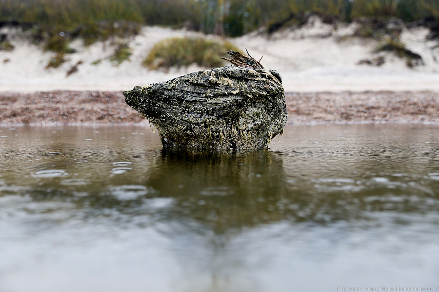 Лучше Афродиты: море подарило калининградцам остатки реликтового леса (фото)