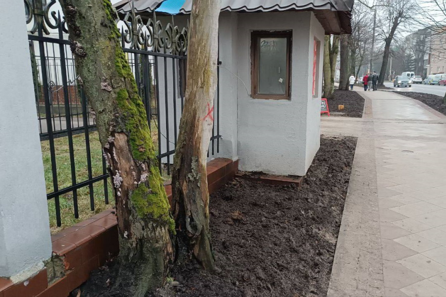 Власти Калининграда объяснили, почему нельзя оперативно спиливать сухие деревья (фото)