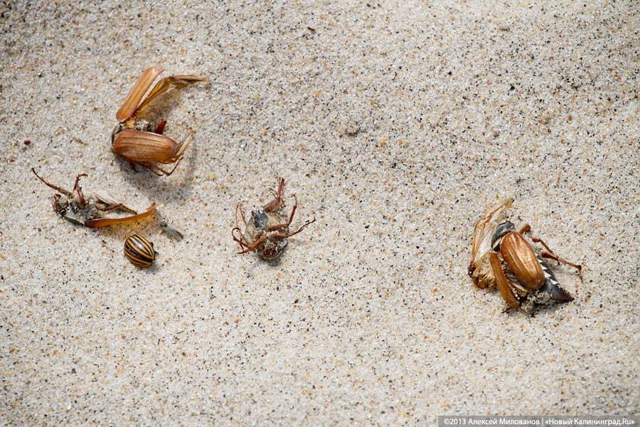 Лень и окурки: Зеленоградск накануне открытия пляжного сезона