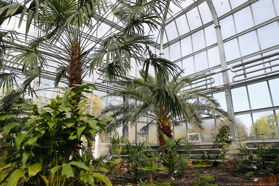 Дом для кактусов: в Ботаническом саду Калининграда открыли оранжерею (фото)