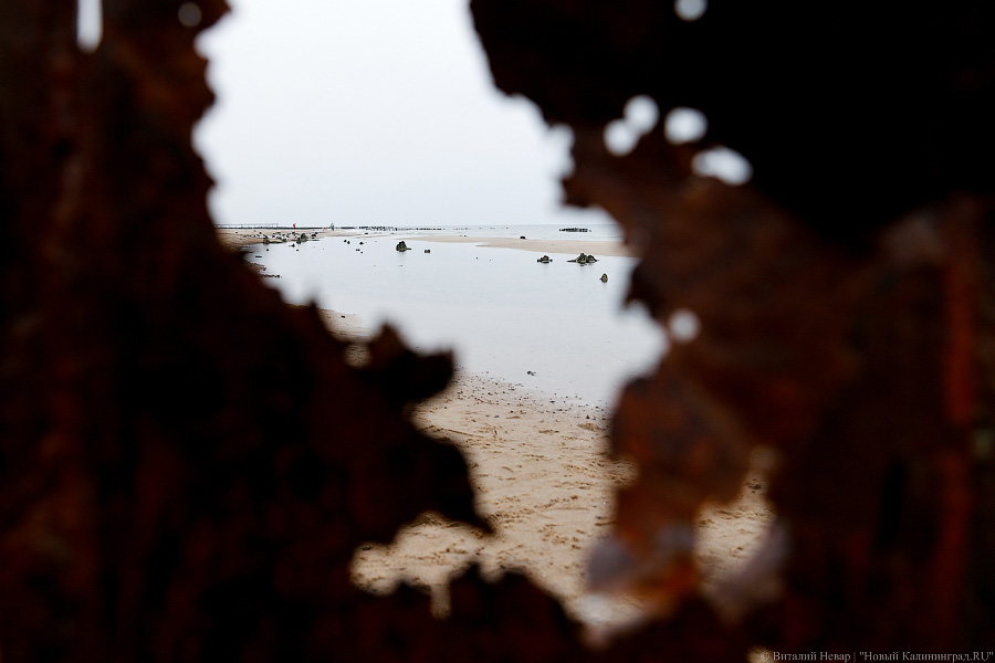 Лучше Афродиты: море подарило калининградцам остатки реликтового леса (фото)