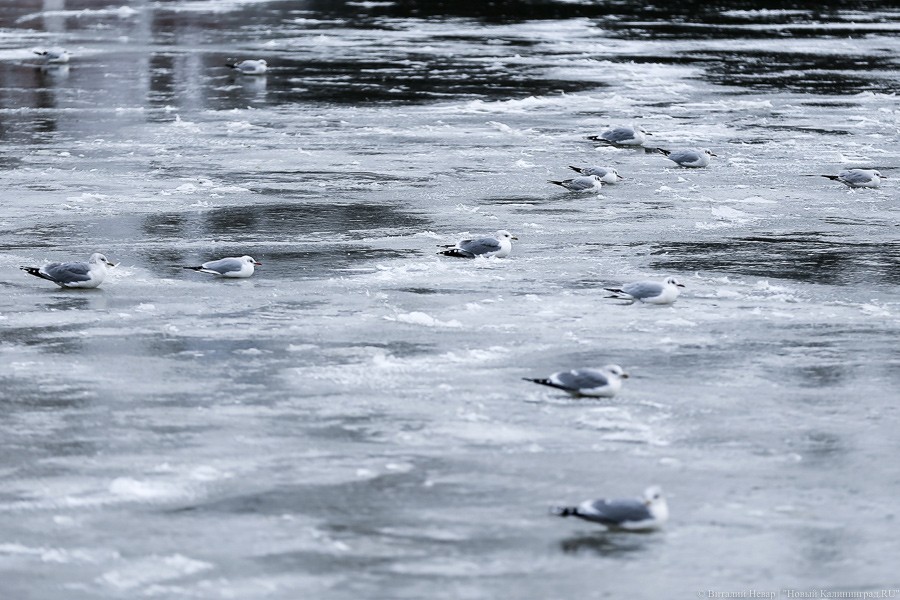 МЧС предупреждает о резком таянии льда в Калининградской области