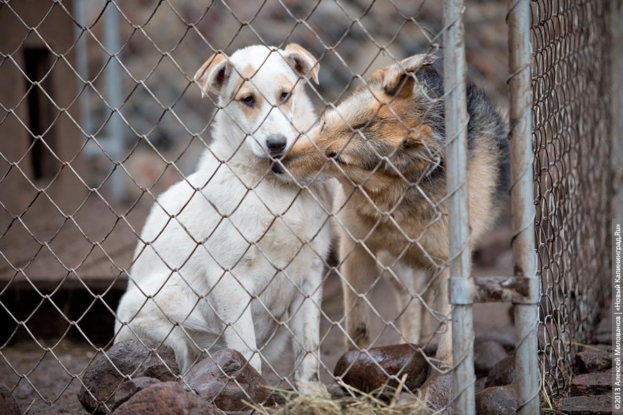 Три этажа собак: как в одной конюшне разместились 70 бездомных животных