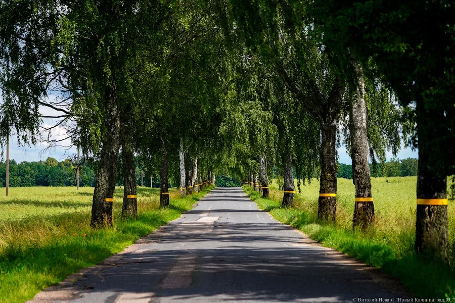 Фото: Виталий Невар / Новый Калининград