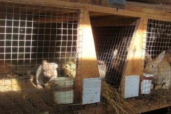 Инвестор из Адлера хочет вложить 1,8 млрд в разведение кроликов в пос. Мушкино