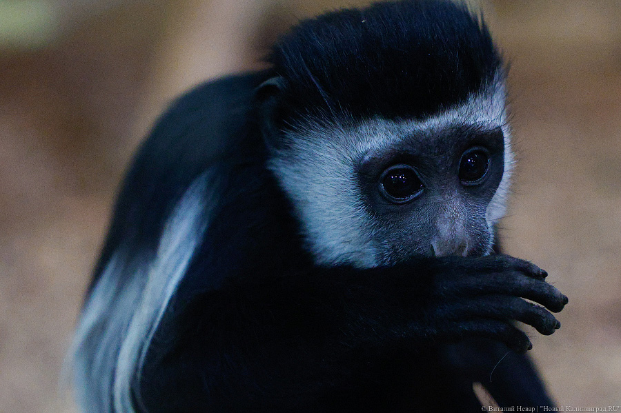 Детки Годзиллы: в Калининградском зоопарке родились колобусы (фото)