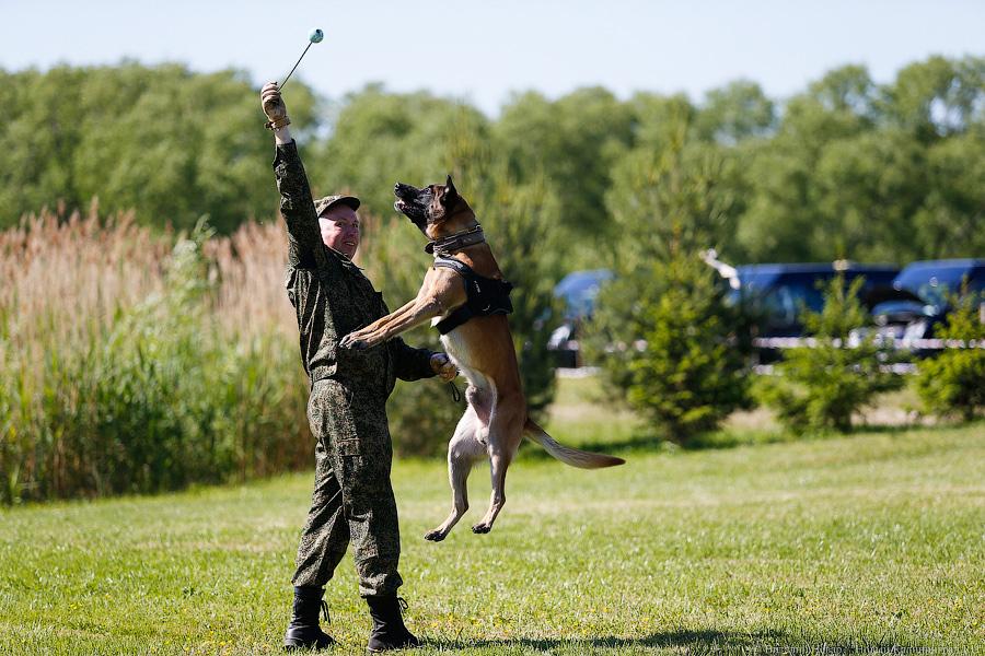 Пёс Барбос и наркокросс: под Калининградом прошли соревнования кинологов