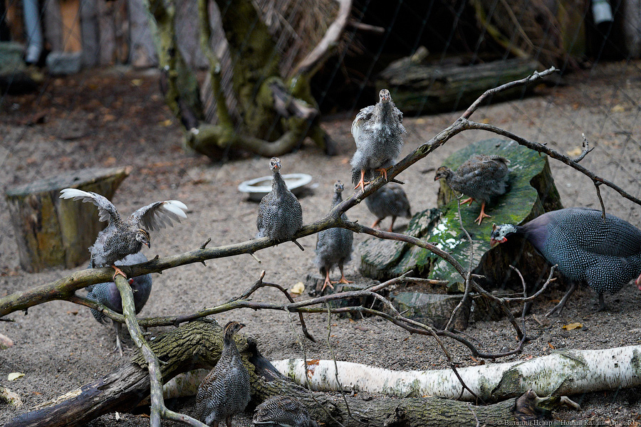 Жаба, гадюка и другие: в зоопарке открылся террариум после ремонта (фото)