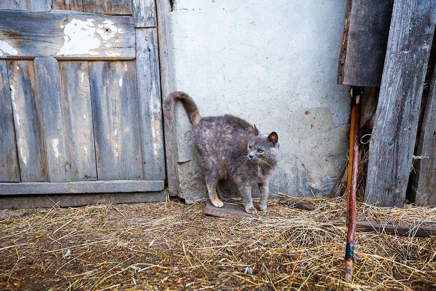 «Боосбан нас отрезал»: жизнь поселка Матросово рядом с Приморским кольцом