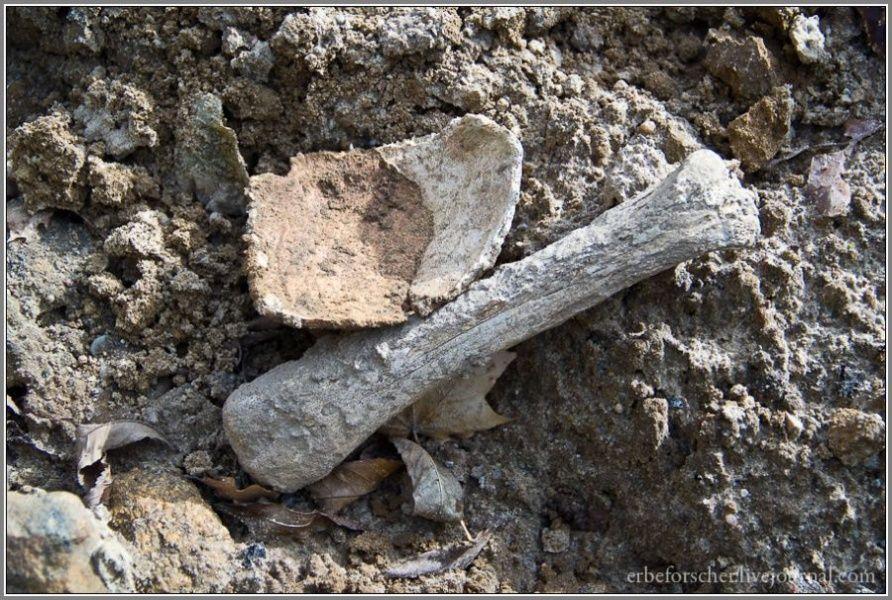 Кости вывозят грузовиками: почему застройщики не боятся выбрасывать останки