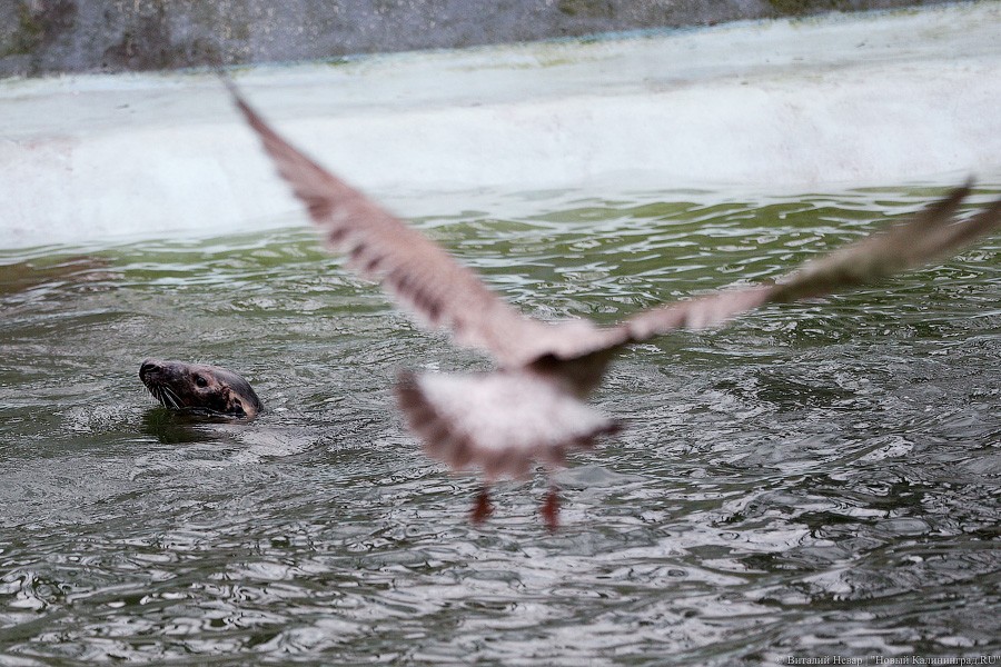 Сюрпризы для зверей: в зоопарке поздравили животных с Новым годом (фото)