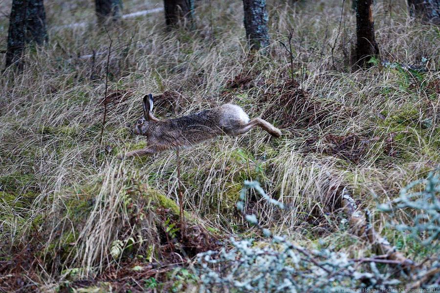 На ловца и лось бежит: как на Куршской косе зверей считали (фото)