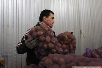 Минтруд РФ одобрил увеличение на 3 тыс человек областной квоты на гастарбайтеров