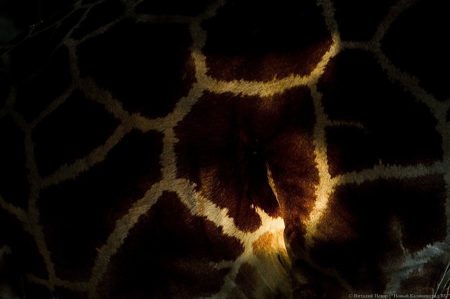 Любит веточки и маму: фоторепортаж из павильона, где живет новорожденный жираф (фото)