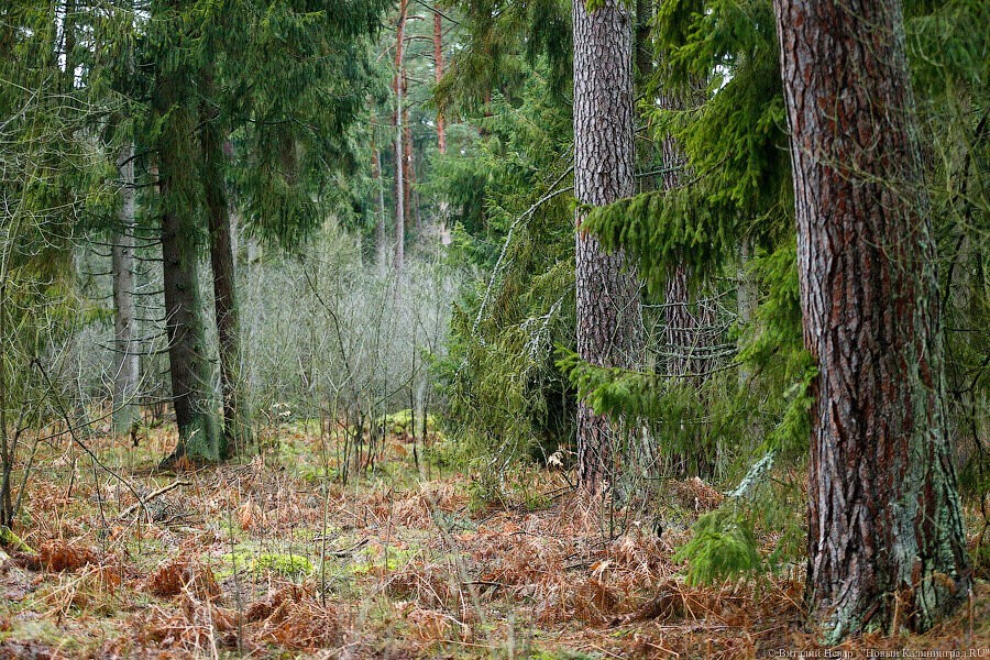 В лесу под Балтийском умер 71-летний грибник