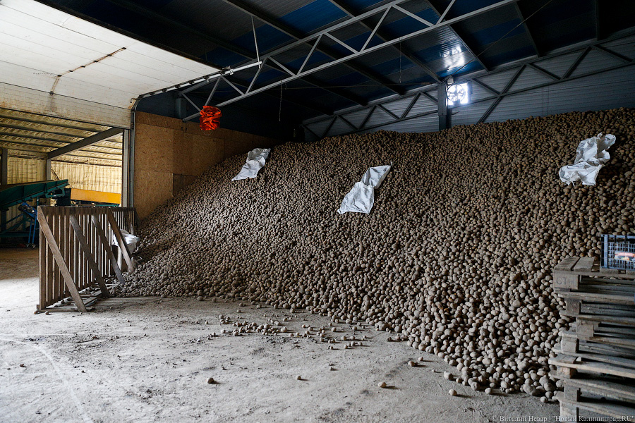 Картошка с молоком: как живут «лучшие начинающие фермеры России» из Славска