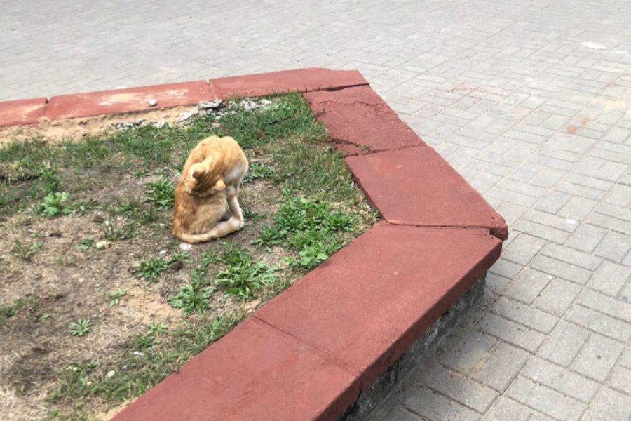 Плиты отлетели: власти Советска пожаловались в полицию на депутата-активиста