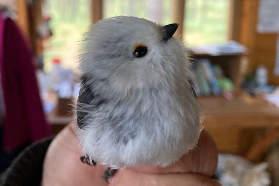 На «Фрингилле» поймали в два раза больше птиц, чем в 2022 году (фото)