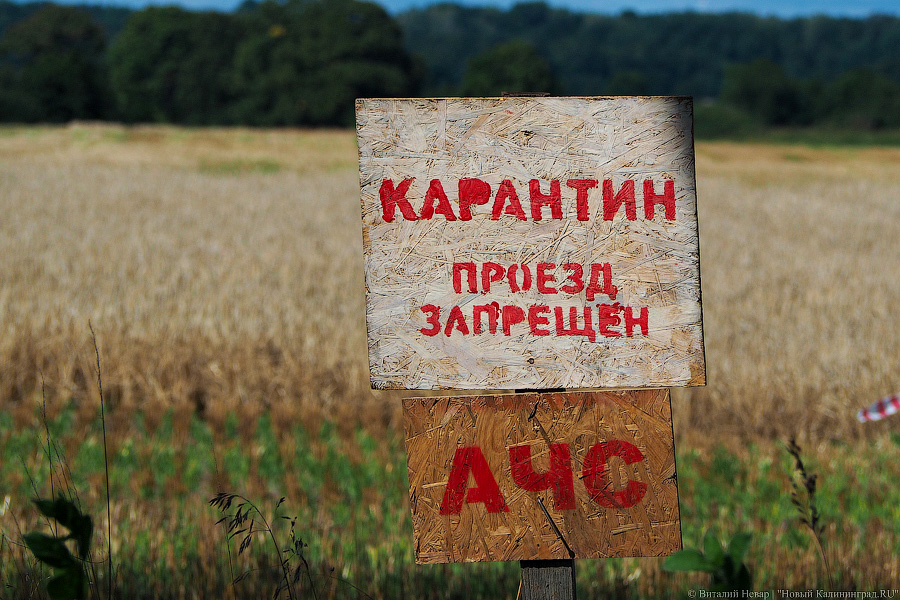 В Калининградской области вновь выявлен очаг АЧС