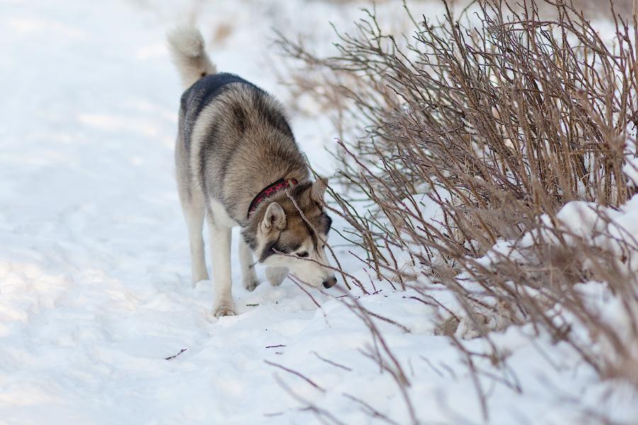 «Сказки о хаски»: фоторепортаж с тренировки ездовых собак и интервью с владельцами