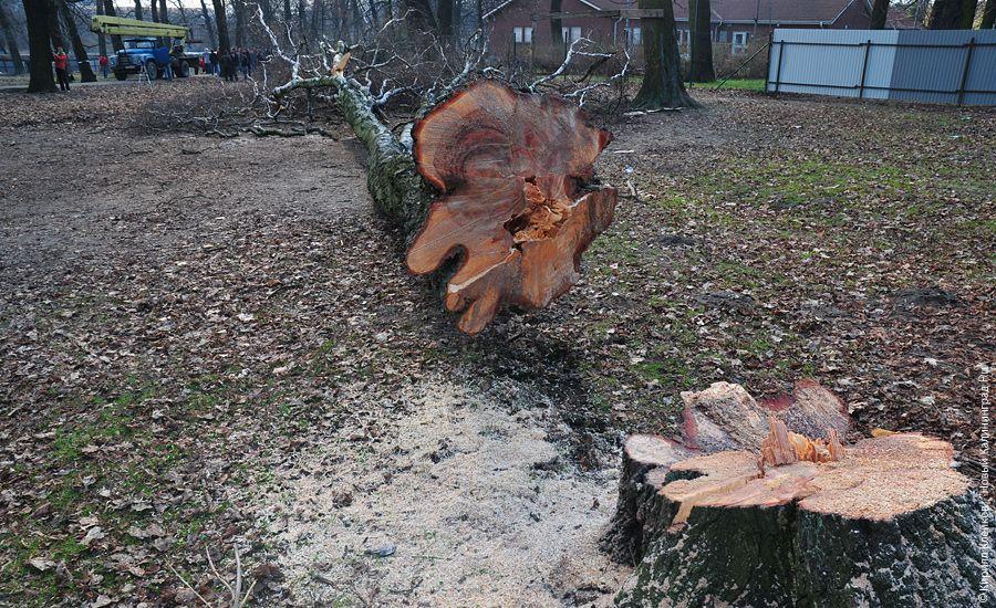 "Вырубка на Ялтинской": фоторепортаж "Нового Калининграда.Ru"